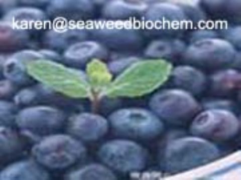 Blueberry Anthocyanin